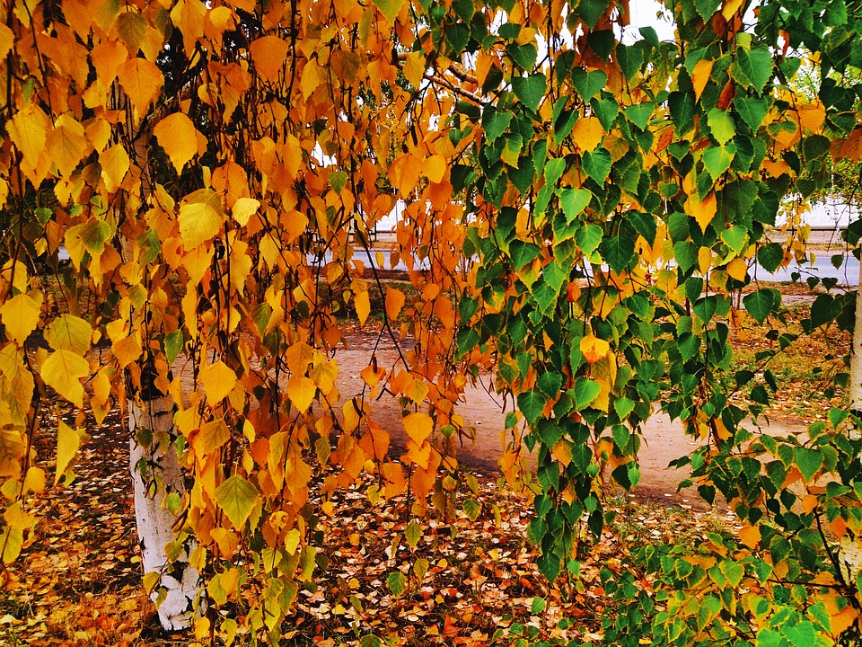 nimble_asset_Przyroda-i-JA-kolory-jesieni